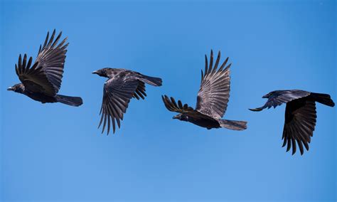 Fly a Crow .